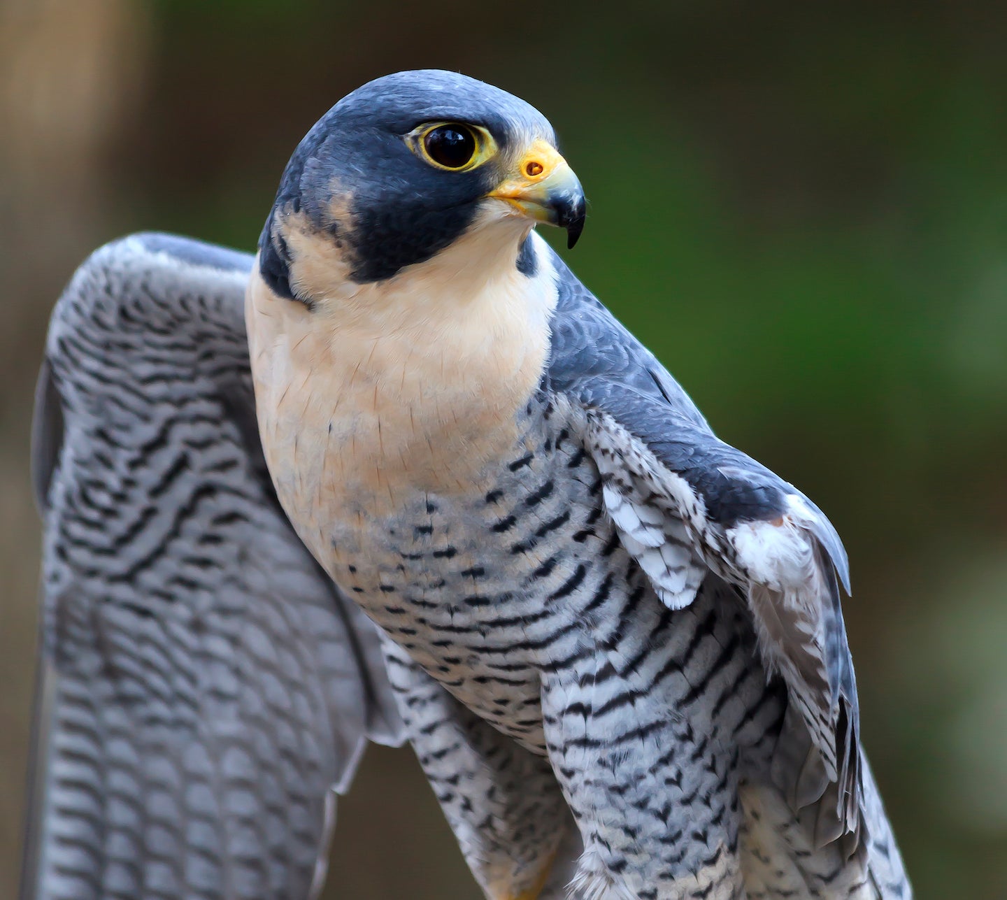 Peregrine Falcon: From Endangered Species To Urban Bird | Museum Of ...